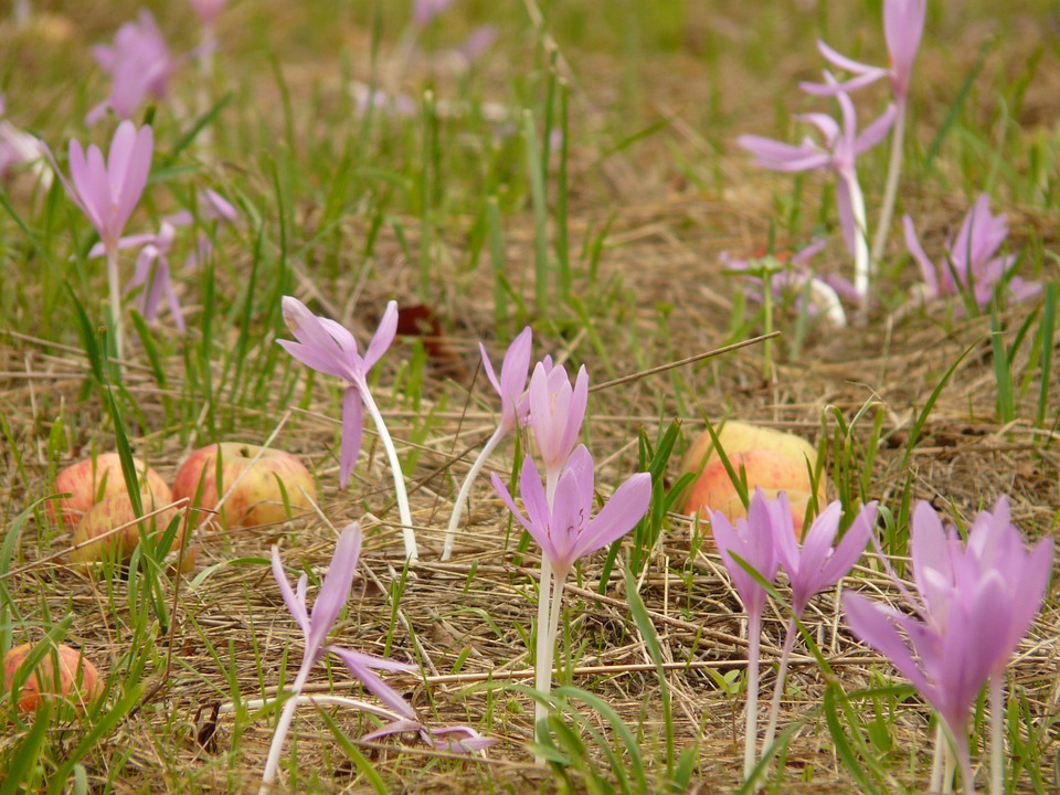 Colchicum spp.